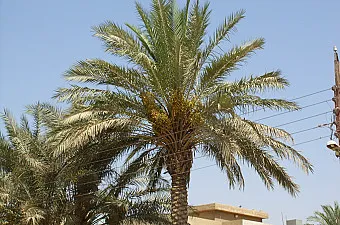 haggadah image